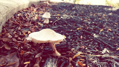 Close-up of mushroom growing on field