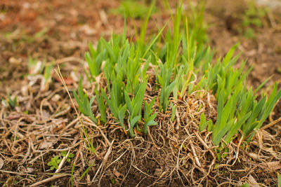 High angle view of fresh plants on field
