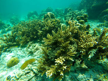 Plants growing by sea