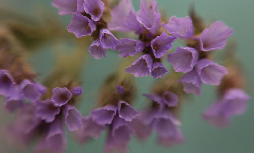 Close-up of purple flowers blooming in park