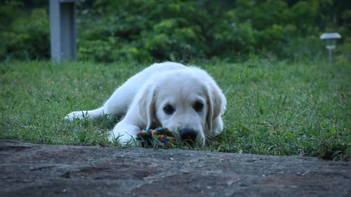 Portrait of a dog resting on grassland