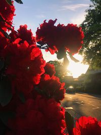 Close-up of red flowering plant against sky