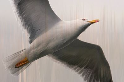 Close-up of seagull flying