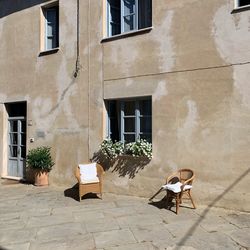 Potted plant on street against building