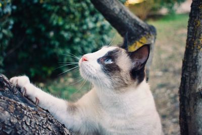 Close-up of a cat on tree trunk