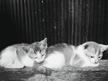 Close-up of cats sleeping