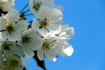 Close-up of white cherry blossoms against blue sky