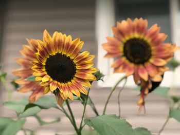 Close-up of sunflower against blurred background