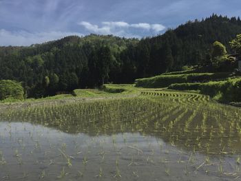 Scenic view of landscape
