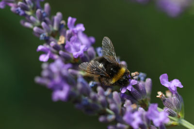Close-up of bee pollinating on lavender