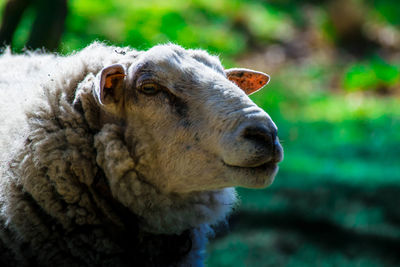 Close-up of sheep