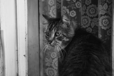 Close-up of cat looking away by window at home