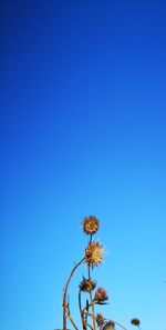 Low angle view of flowering plant against blue sky