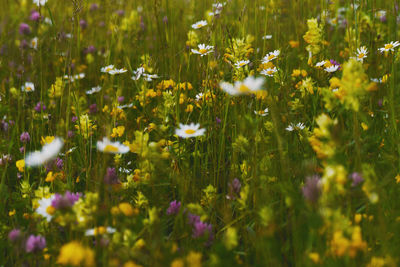 Yellow flowering plants on field