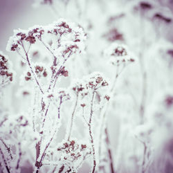 Close-up of frozen cherry blossom during winter