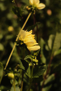 Close-up of yellow flowering plant