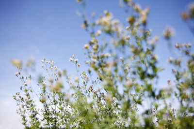 Low angle view of flowering plant against blue sky