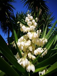 Low angle view of white flowers growing on tree