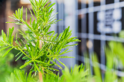 plant