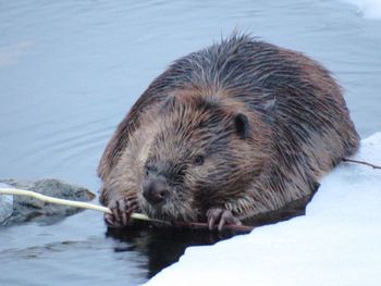 Close-up of pig eating in snow