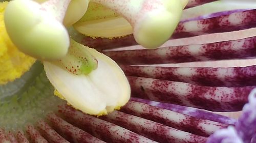 Close-up of bananas