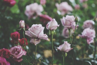 Close-up of pink flowers