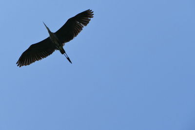 Low angle view of bird flying in sky