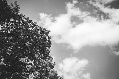 Low angle view of tree against sky