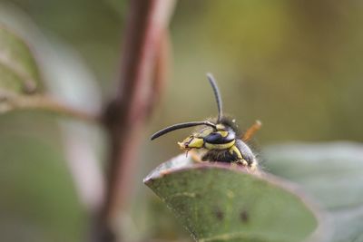 Close-up of insect on leaf