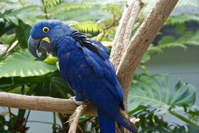 Close-up of parrot perching on tree