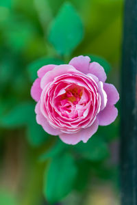 Close-up of pink rose