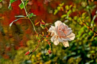 Close-up of flowers blooming outdoors