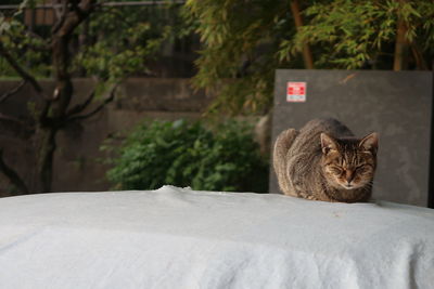 Portrait of cat sitting on bed