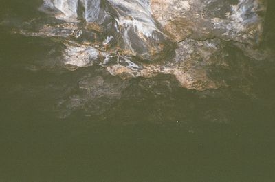 Reflection of trees in water