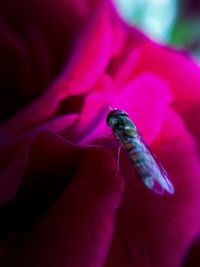 Close-up of insect on white surface