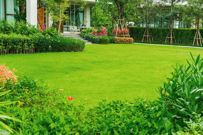 View of flowering plants in garden