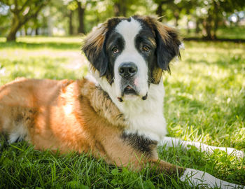 Portrait of dog sitting on field