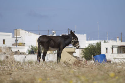 Donkey grazing in suburb