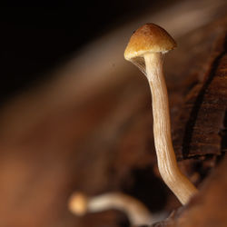 close-up
