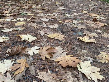 High angle view of maple leaves on road