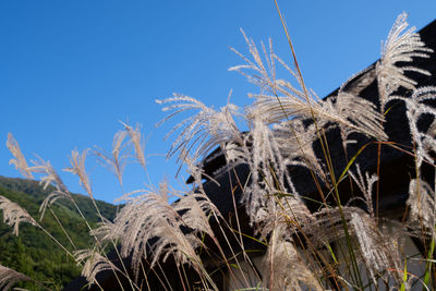 Low angle view of plants against clear blue sky