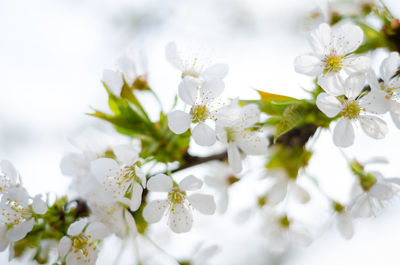 Close-up of white cherry blossoms