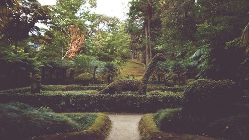 Trees in park