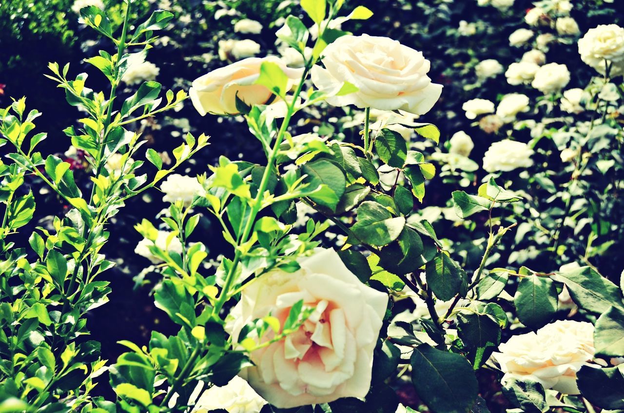 flower, freshness, petal, leaf, fragility, growth, rose - flower, beauty in nature, flower head, plant, white color, nature, close-up, blooming, high angle view, rose, day, botany, blossom, no people