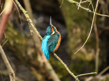 Close-up of bird perching on branch