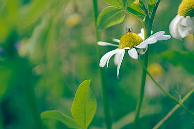 Close-up of yellow flower blooming outdoors