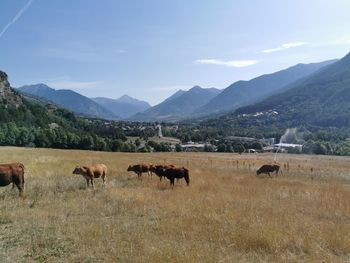 Horses on a field
