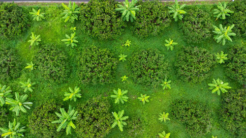 Close-up of flowering plants on field