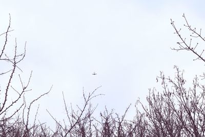 Low angle view of birds flying against clear sky