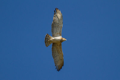 Low angle view of eagle flying against blue sky